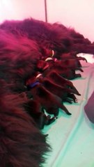 bébés terre neuve 3 jours