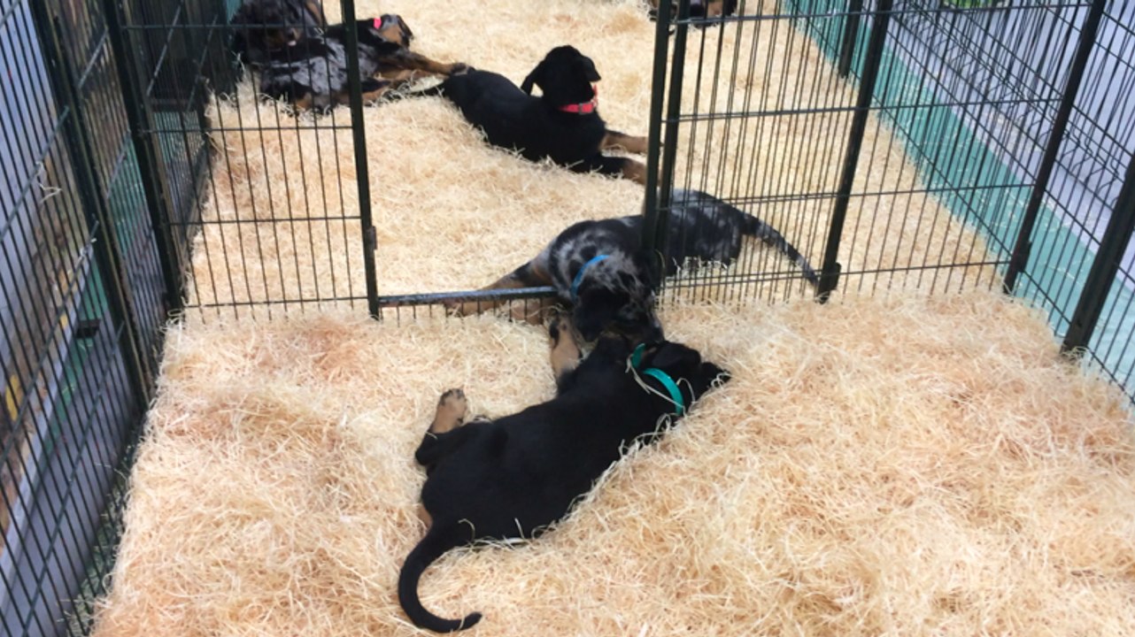 Jean-Marie Avelin, éleveur de beaucerons