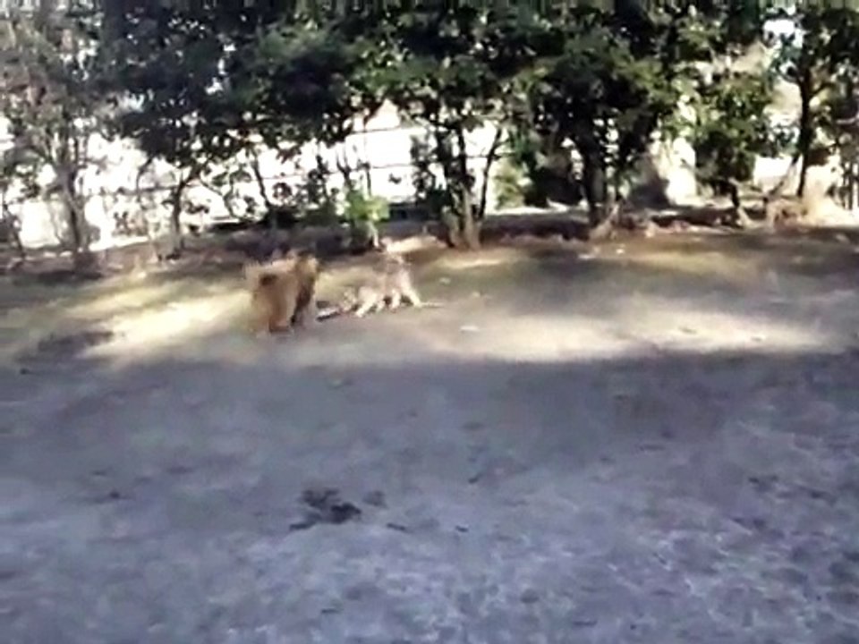 Ccute dog