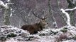 Winter wonderland ! Beautiful red deer herds in snowy Scottish highlands