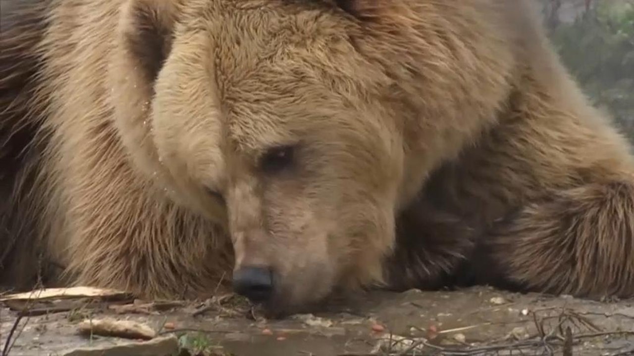 Ukraine: Die Bärenretter von Domazhyr