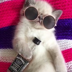 Quand ton chat est une rockstar alcoolique...