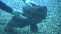 [영상] 사람에게 마사지 받는 물고기 '화제' / YTN
