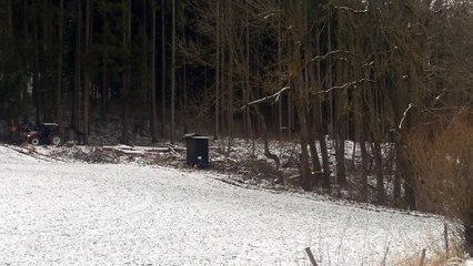 Baum fällt fast auf unseren Hochsitz