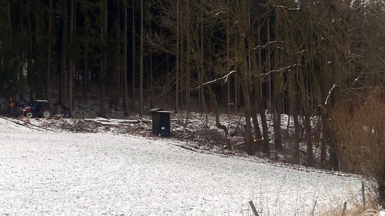 Baum fällt fast auf unseren Hochsitz