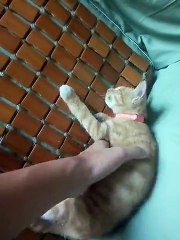 mèo đáng yêu(cat my love)