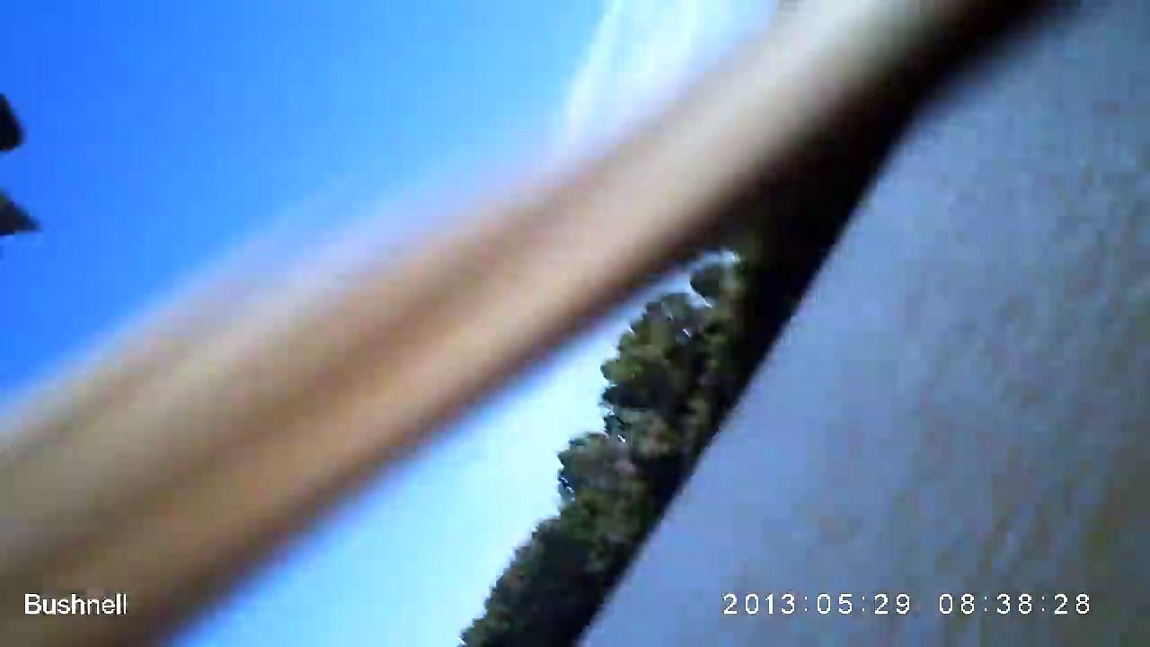 Eagle steals camera near crocodile meat trap-qJCedFwrVqk