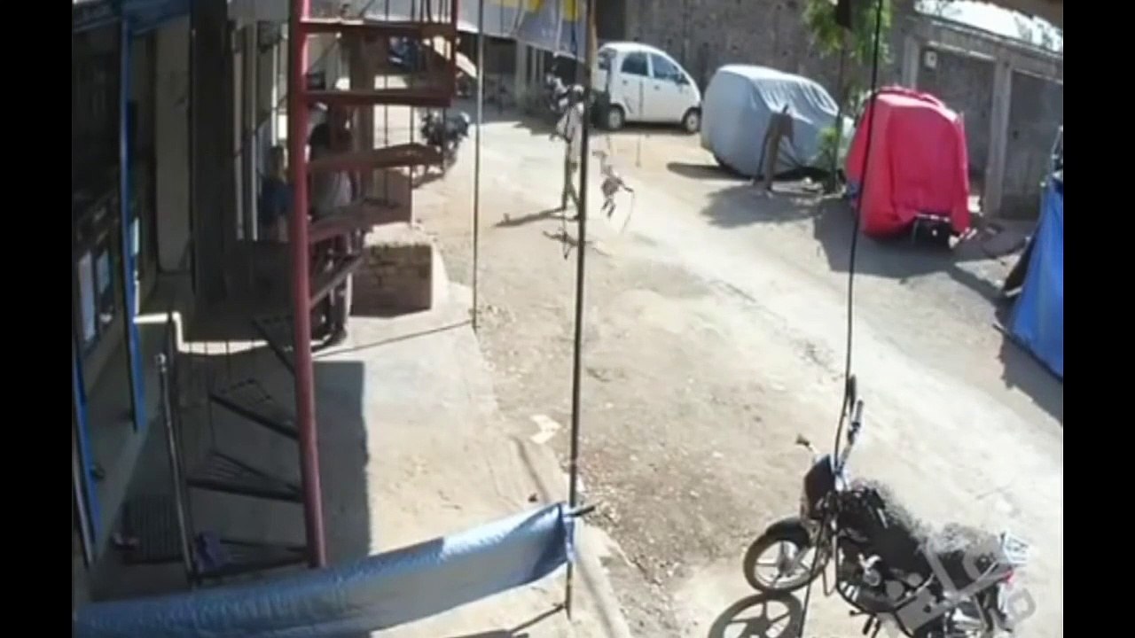 Man Gets DROP KICKED By Monkey!