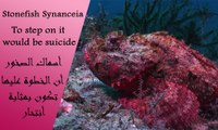 أسماك الصخور الأكثر رعبا فى الأعماق-Stonefishes Synanceia