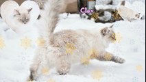 Les Plumes d'Opale sous la neige, nos merveilleux chats sibériens
