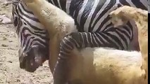Zebra ve aslanın mücadelesi..hayvanlar alemi..