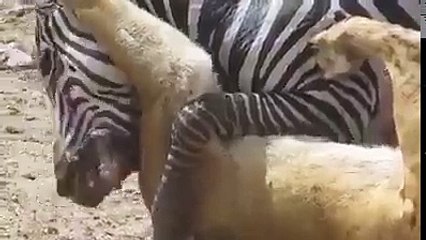 Zebra ve aslanın mücadelesi..hayvanlar alemi..