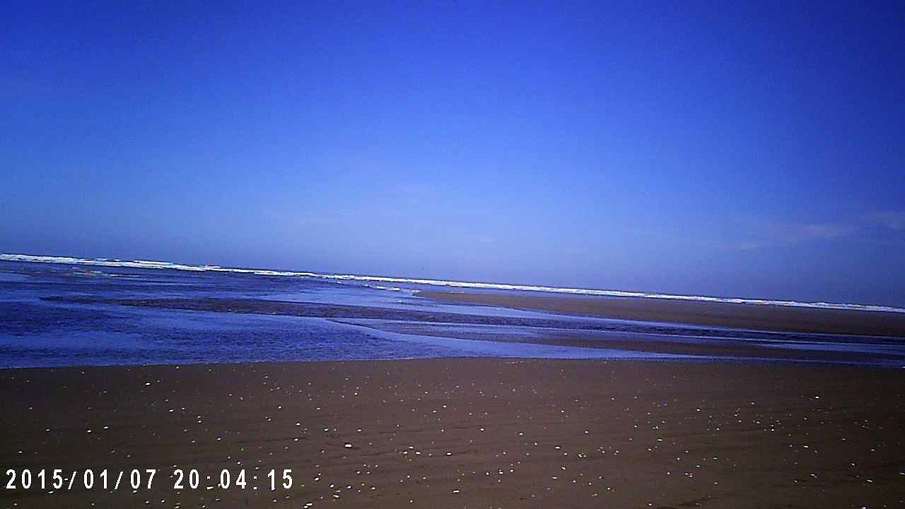 phoque a chiloe