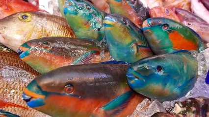 Japon Sokak Lezzeti - Papağan Balığı ( Sashimi Okinawa )