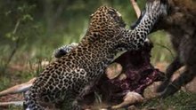 Terrível Morte De Javali Por Leopardo E Hiena