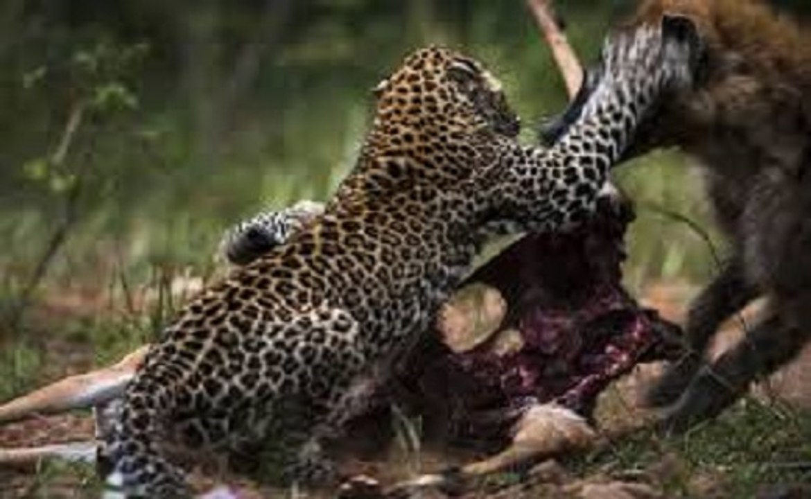 Terrível Morte De Javali Por Leopardo E Hiena