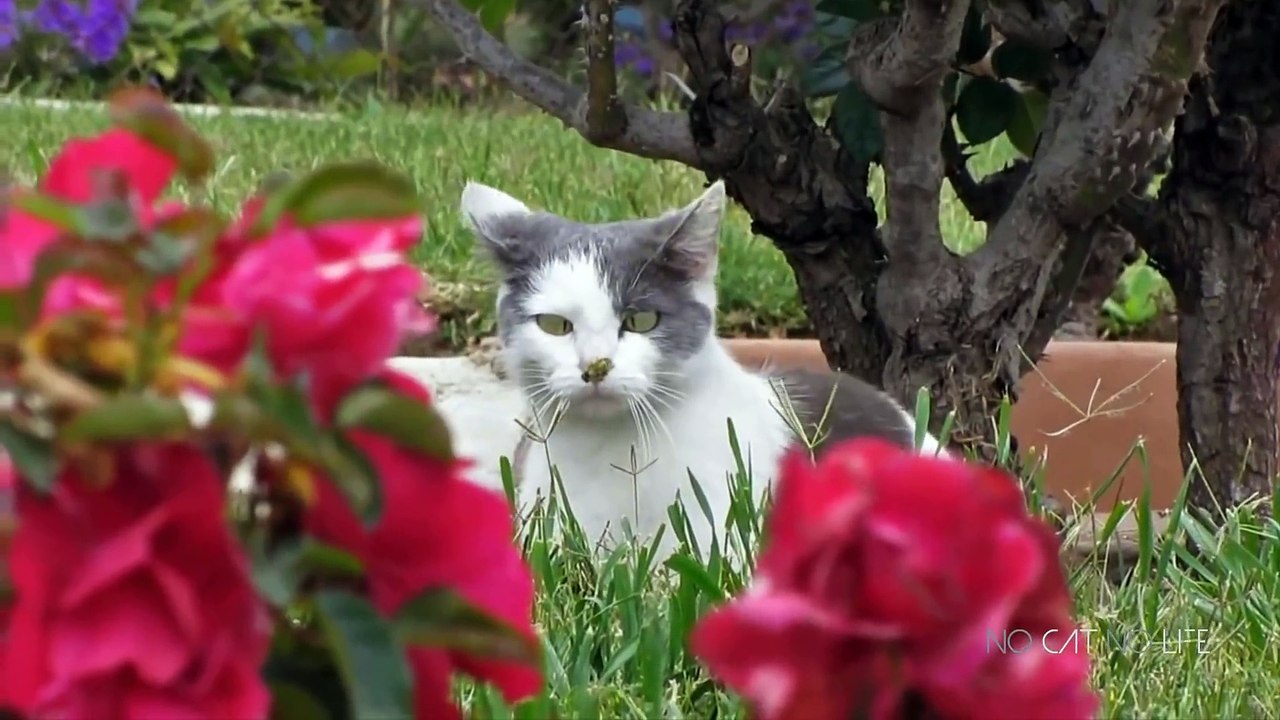 Funny Cats Compilation (Most Popular) Part 1