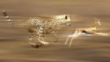 Guepardo VS Antílope (Gazela) Ou Bugatti VS Ferrari Do Reino Animal