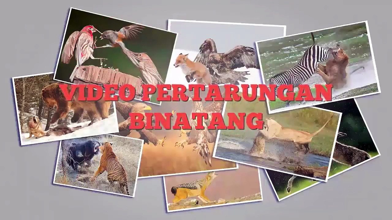 Macan Tutul di Hajar Babi Hutan | Pertarungan Hewan | Video Perkelahian Binatang