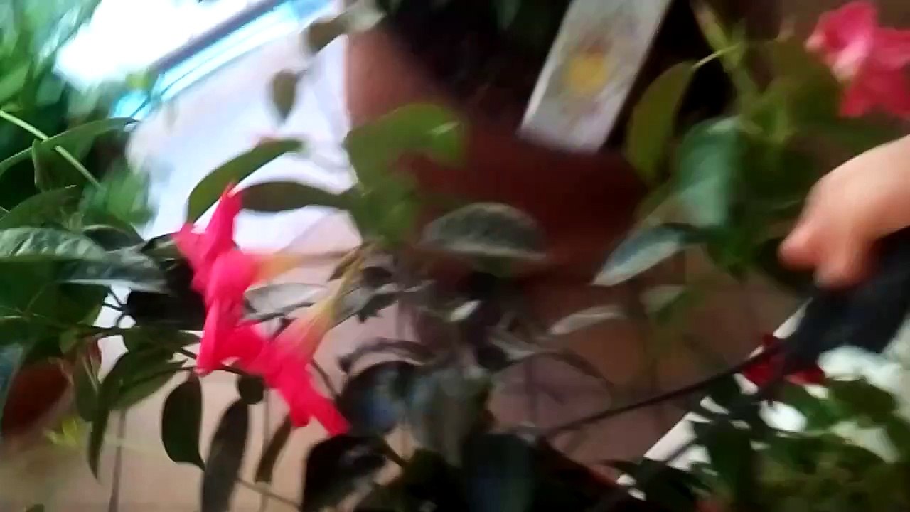 creations of anti-christians in italy - home pots for flowers and trees