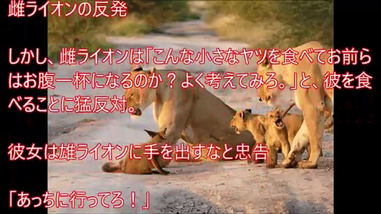 【感動・衝撃】お腹を空かせたライオンが怪我した子ぎつねに遭遇。絶体絶命の子ぎつねの運命はいかに？