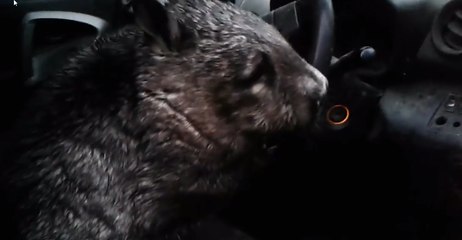 Impatient Wombat Toots Car Horn While Waiting For Carers to Save Her From Possible Flooding