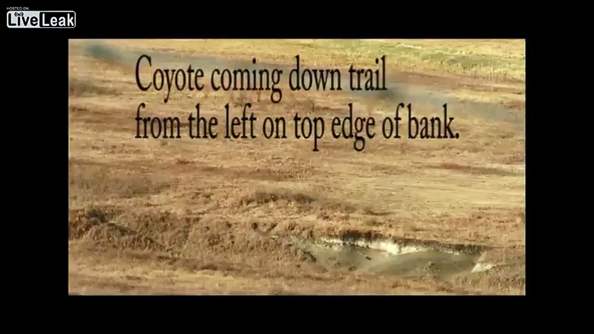 Coyote cull...medium range.