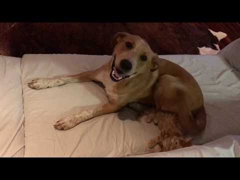 Playful Dog Lures Kitten With His Tail