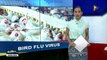 DA: Bird flu virus sa Nueva Ecija, kontrolado na