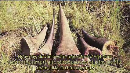 Đây chính là nguyên nhân tại sao sừng tê giác quý hơn vàng và công dụng thực sự của chúng