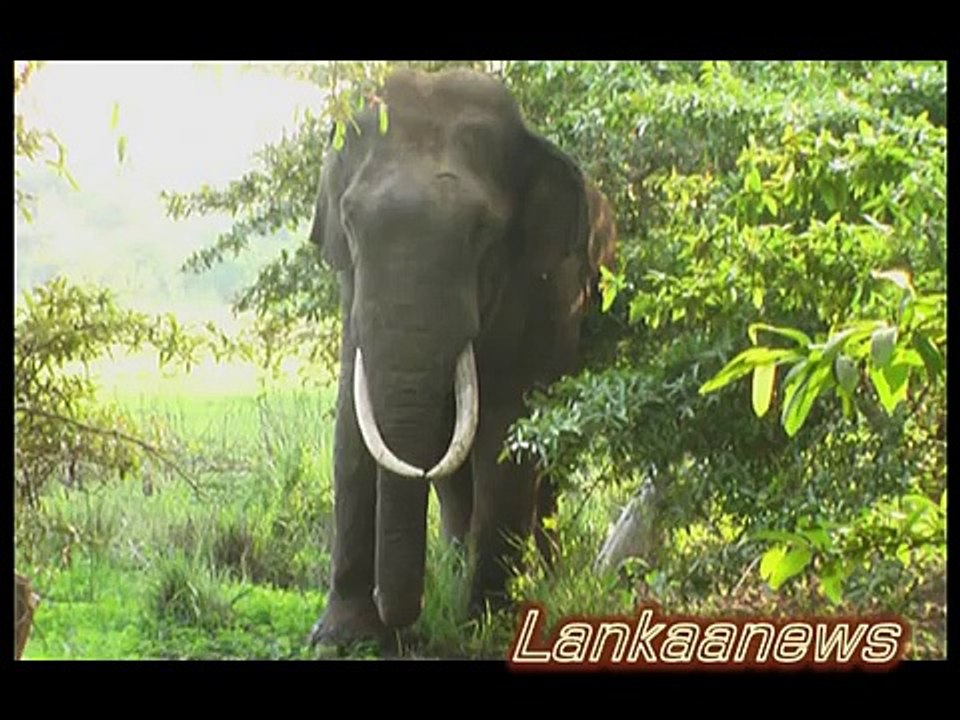 රටක් වටින දළ පූට්ටුවාගේ නොදන්නා හපන්කම් මෙන්න - legend of the hero