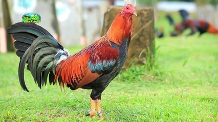 Alagang Magaling S8 EP12 - MT. PANAMAO GAMEFARM