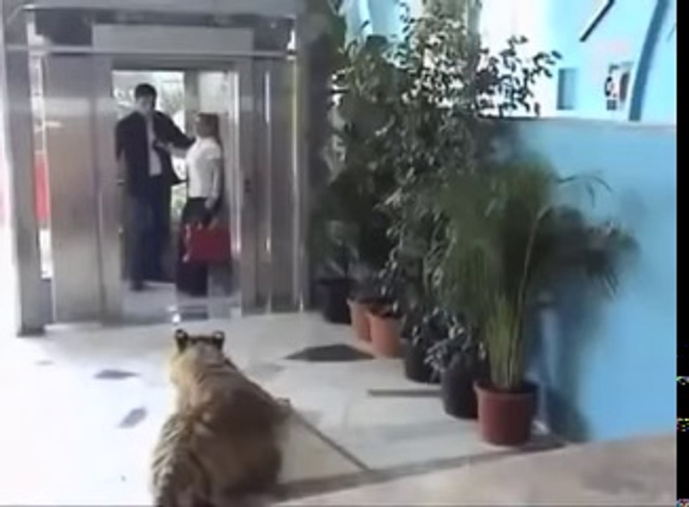 Tiger In Front The Elevator, Prank you cannot stop laughing video
