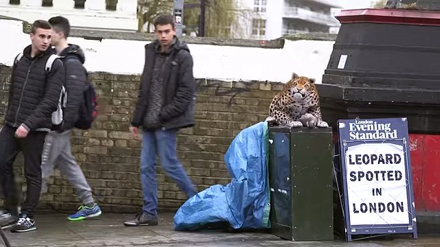 LEOPARD PRANK! very funny prank in public you cannot stop laughing awesome