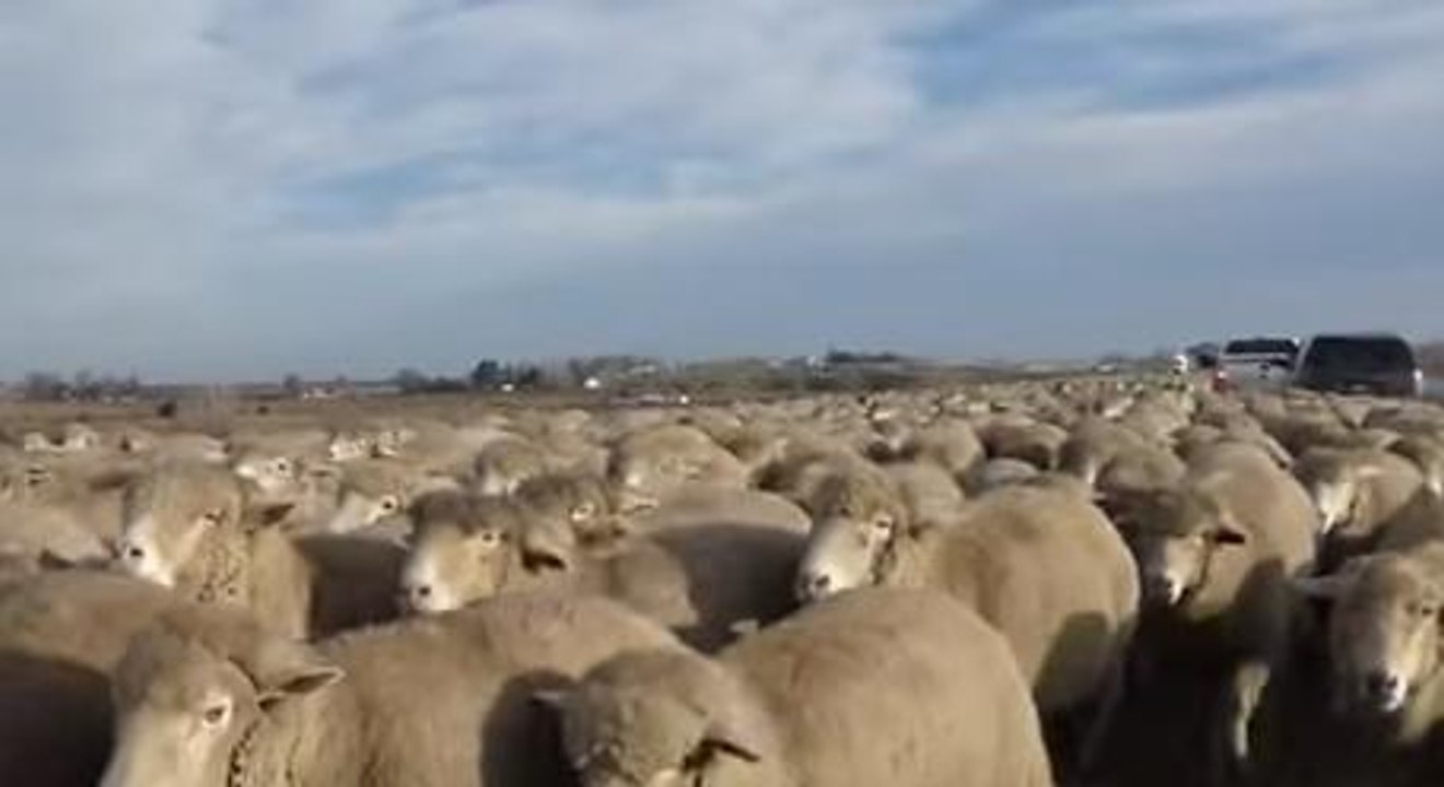 What It Feels Like To Be Trapped By A Thousand Herded Sheep