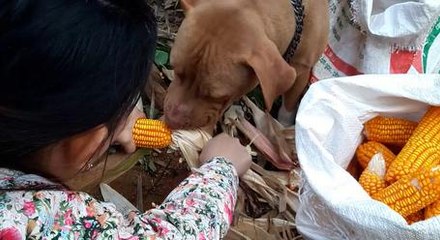 Very Good Dog Helps Owner Peel Corn