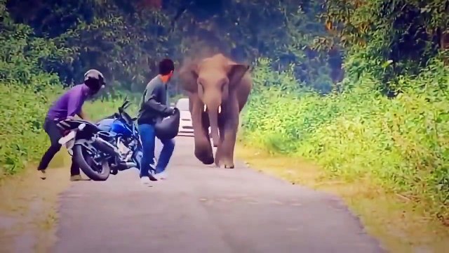 Os ataque de animais selvagens Pessoas sendo atacada por animais