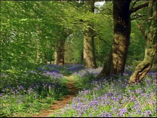 Vahşi Yaşamın Gezemlerine Yolculuk