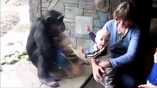ブチ切れチンパンジー、赤ちゃんを蹴りつける？？【ハプニング＠動物園】