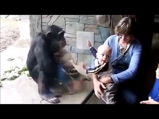 ブチ切れチンパンジー、赤ちゃんを蹴りつける？？【ハプニング＠動物園】