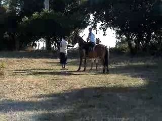 MAC CHEVAL FOU CORSE
