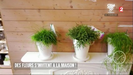 Jardin - Des fleurs s’invitent à la maison !