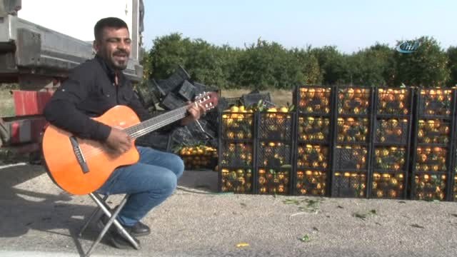 Narenciye İşçilerinden Müzikli Hasat
