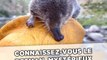 Il faut sauver le desman, le plus mystérieux des mammifères français