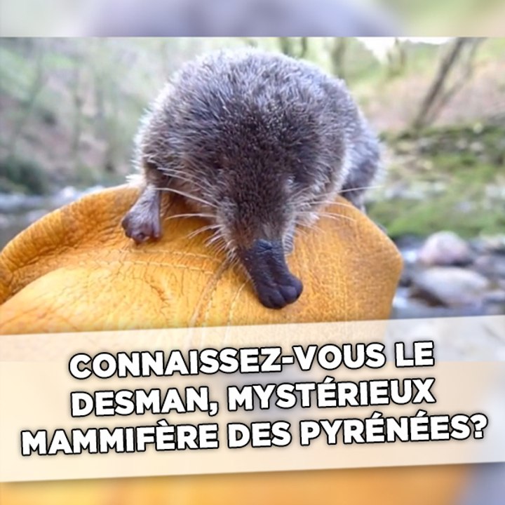 Il faut sauver le desman, le plus mystérieux de...