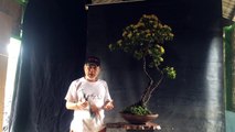 Differences in styles of Bonsai, Robert Steven-IwRLyFVRo-I