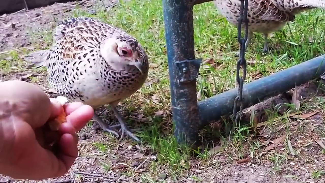 Le Roi s'invite au repas des faisans
