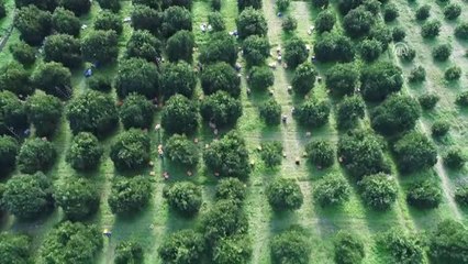 Finike'de Portakal Mesaisi