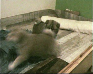 la goulue et grosse tache  04 12 2017