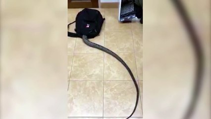 Chú rắn lừ lừ bò vào balo khiến nhiều người sởn da gà